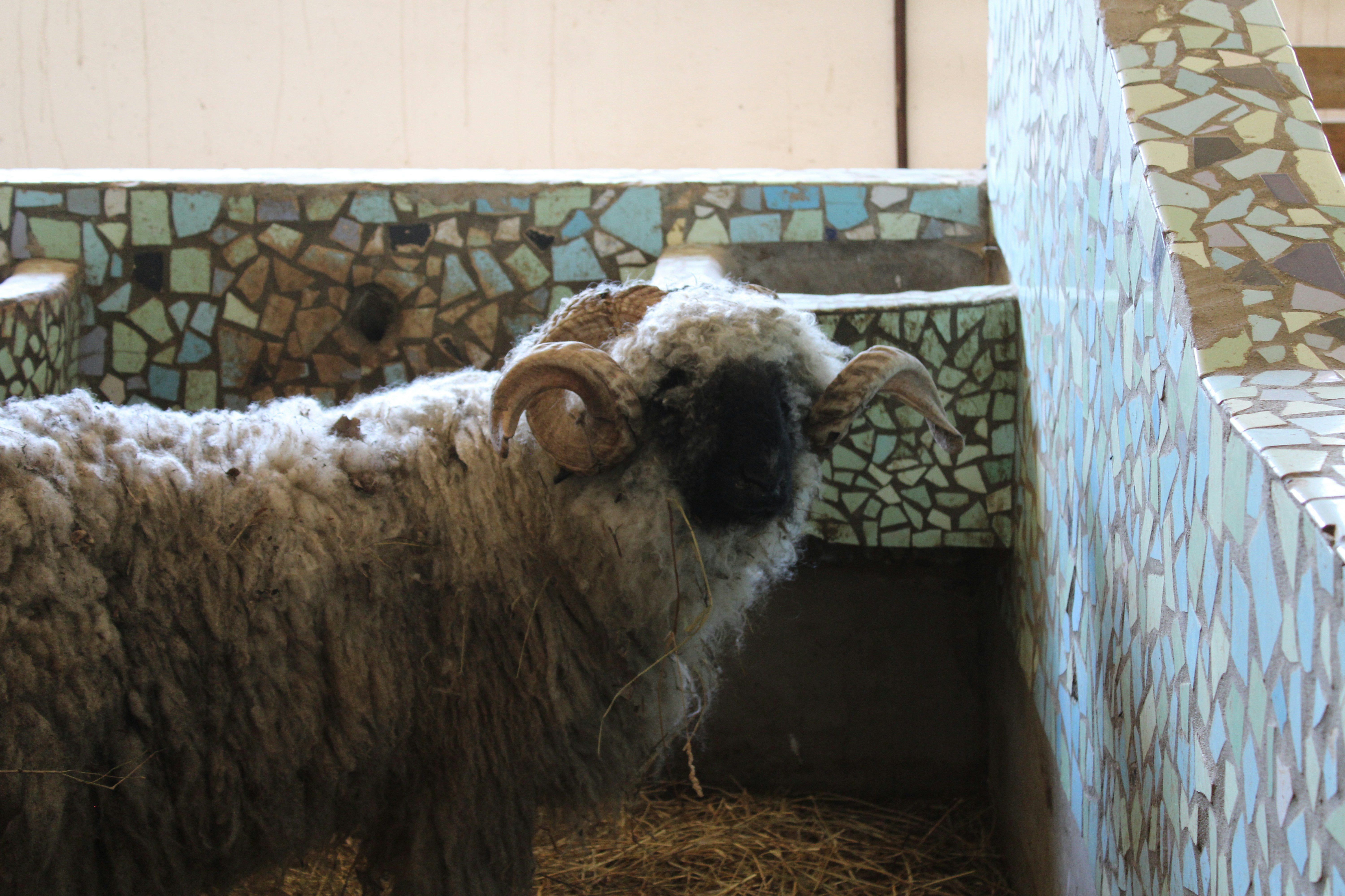 a sheep is standing in a stall with hay