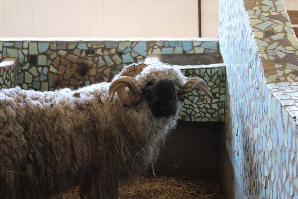 a sheep is standing in a stall with hay