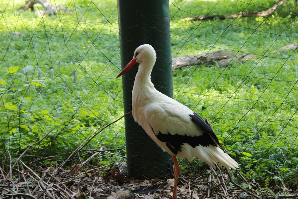 a white and black bird standing next to a fence