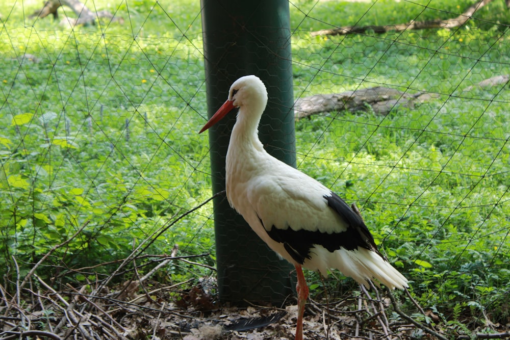 un pájaro blanco y negro parado junto a una cerca