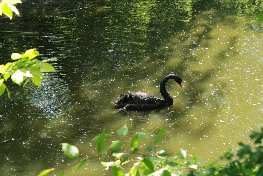 a black swan floating on top of a lake