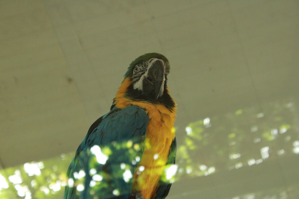 a colorful bird sitting on top of a tree branch