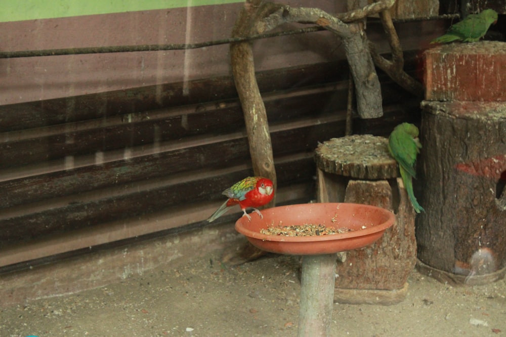 a red bird sitting on top of a bird bath