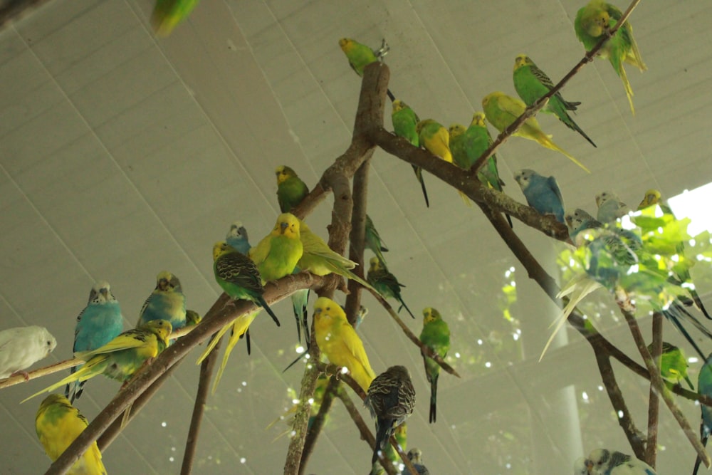a flock of birds sitting on top of a tree branch