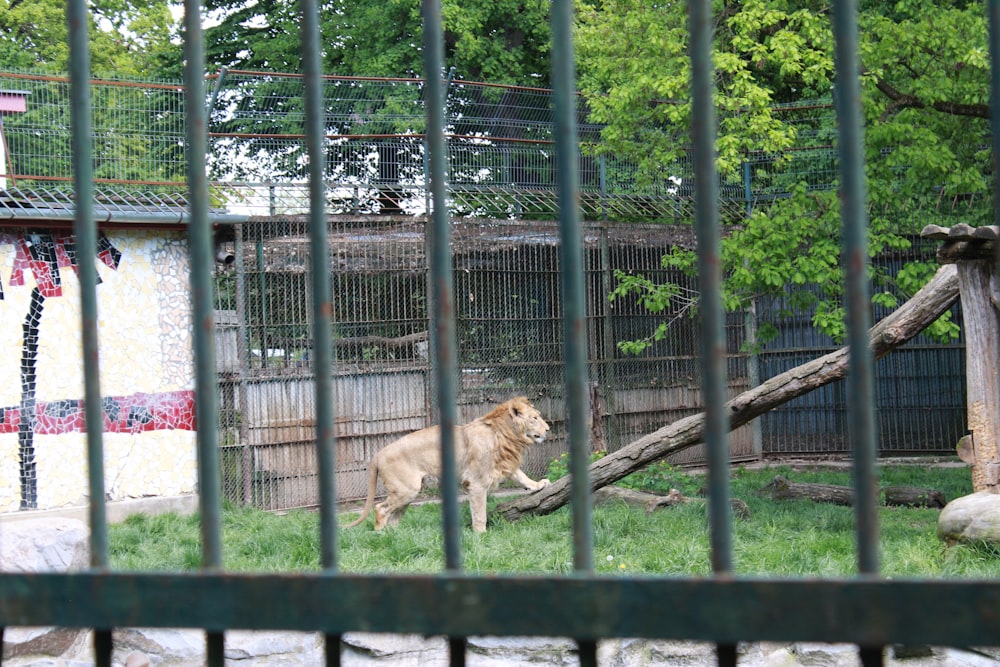 a lion standing in a fenced in area