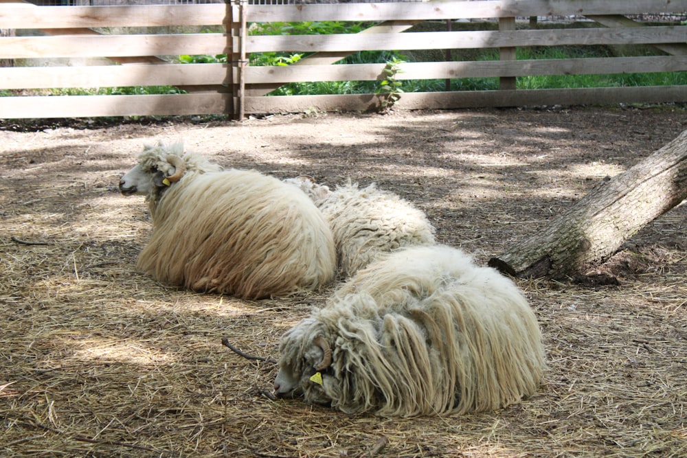 a couple of sheep laying on top of a dry grass field