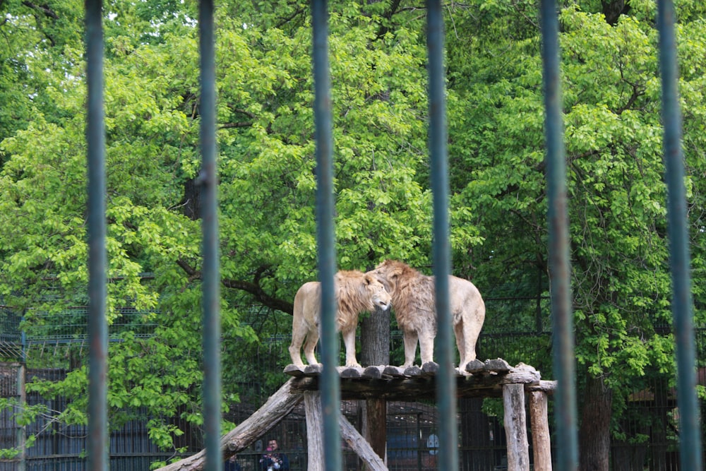a couple of lions standing on top of a wooden structure