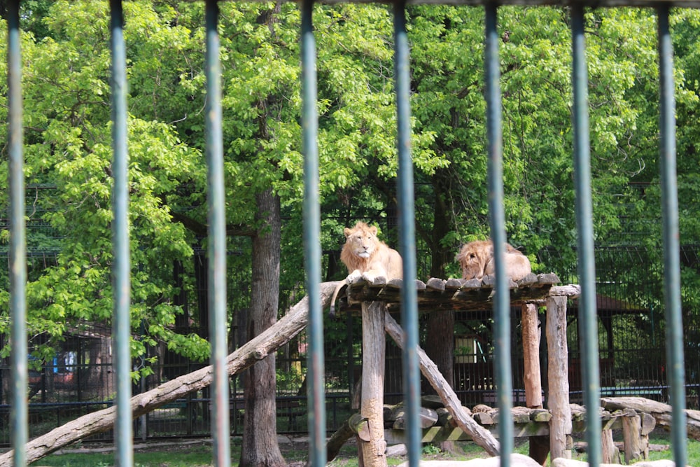 una pareja de leones sentados encima de una estructura de madera