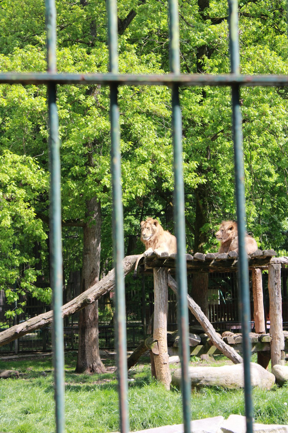 a couple of lions sitting on top of a tree stump