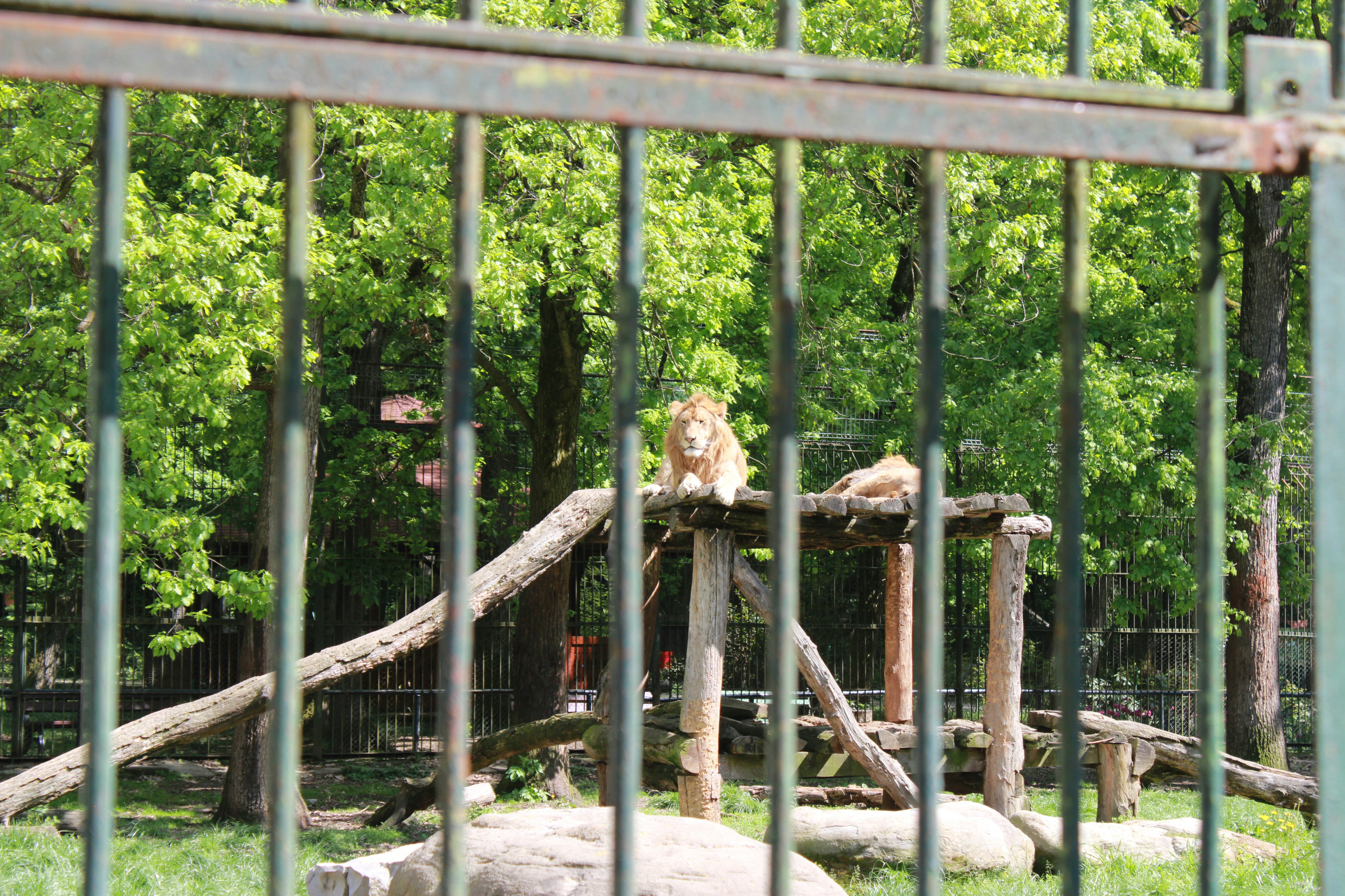 a couple of lions sitting on top of a wooden structure