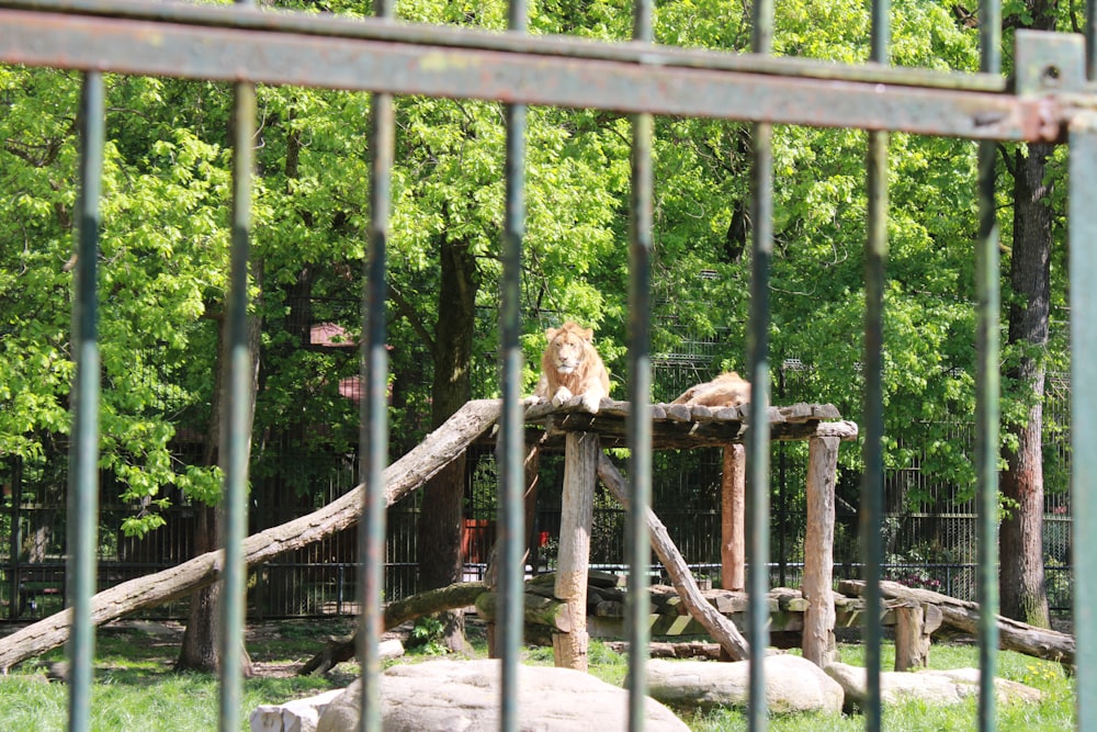 a couple of lions sitting on top of a wooden structure