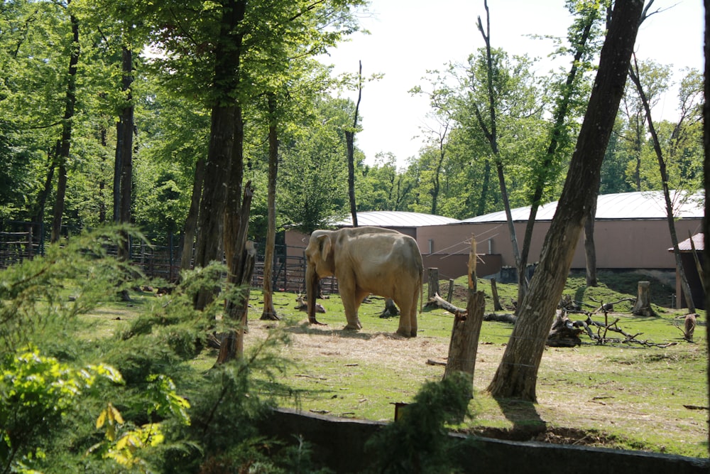 an elephant standing in the middle of a forest