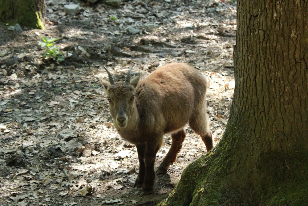 a brown goat standing next to a tree in a forest
