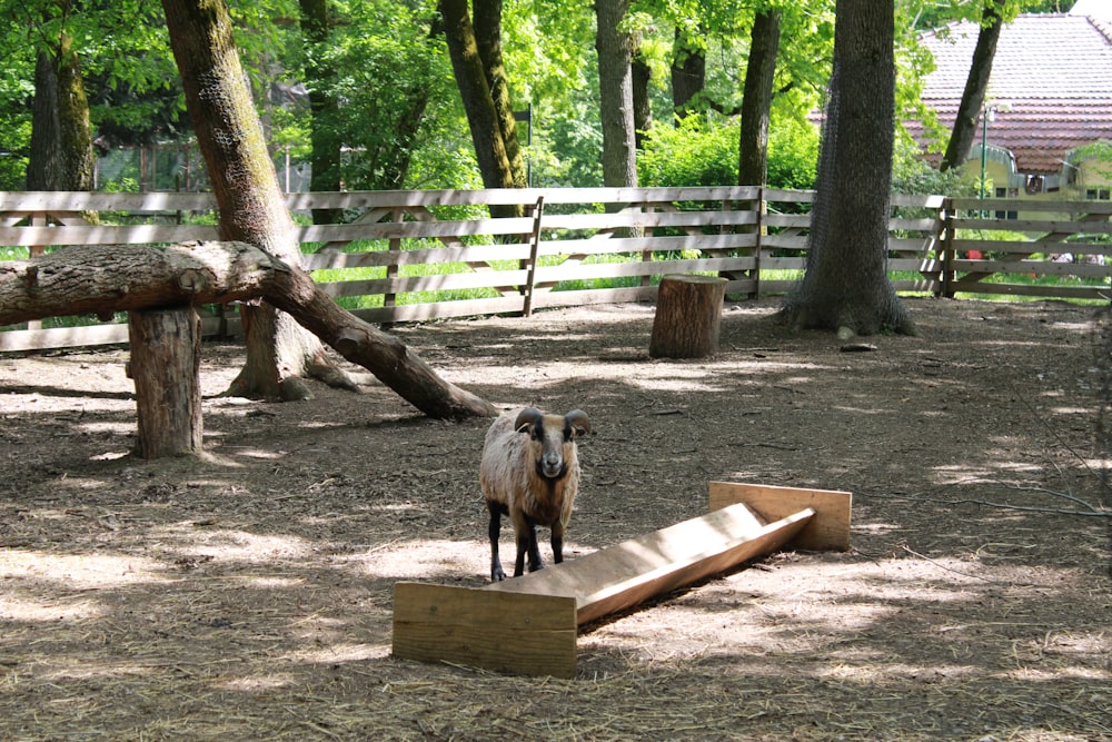 a sheep standing on a ramp in a fenced in area