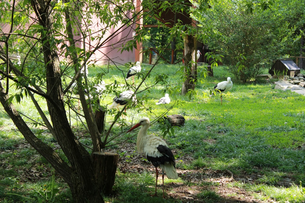 a flock of birds standing on top of a lush green field