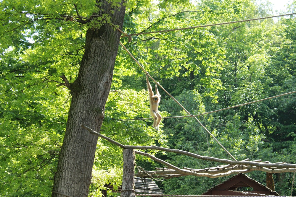 a giraffe hanging from a wire above a forest