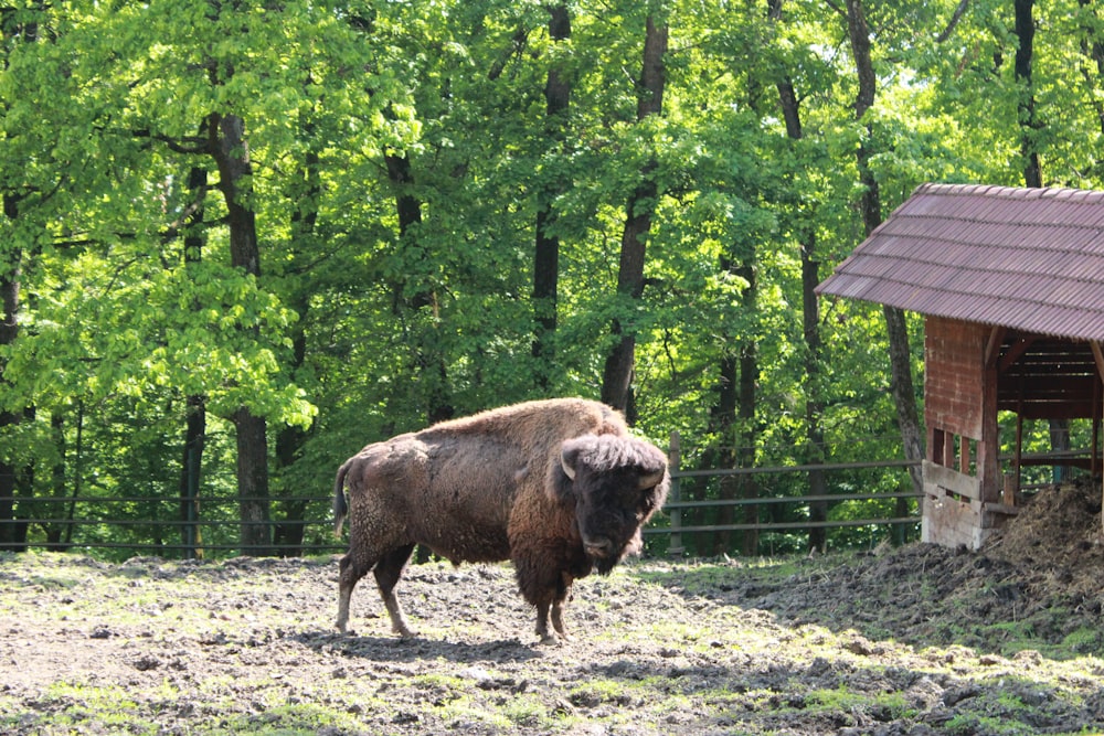 Un bisonte parado en un campo junto a un granero