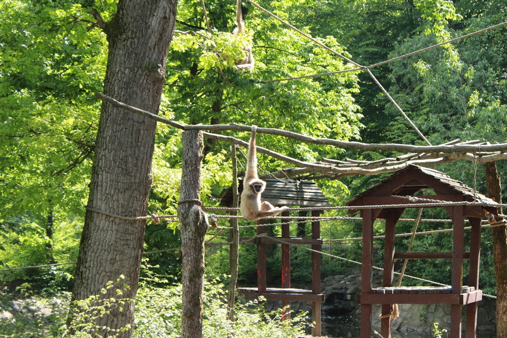 a wooden structure in the middle of a forest