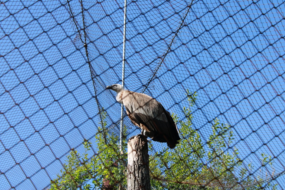 a large bird perched on top of a wooden pole