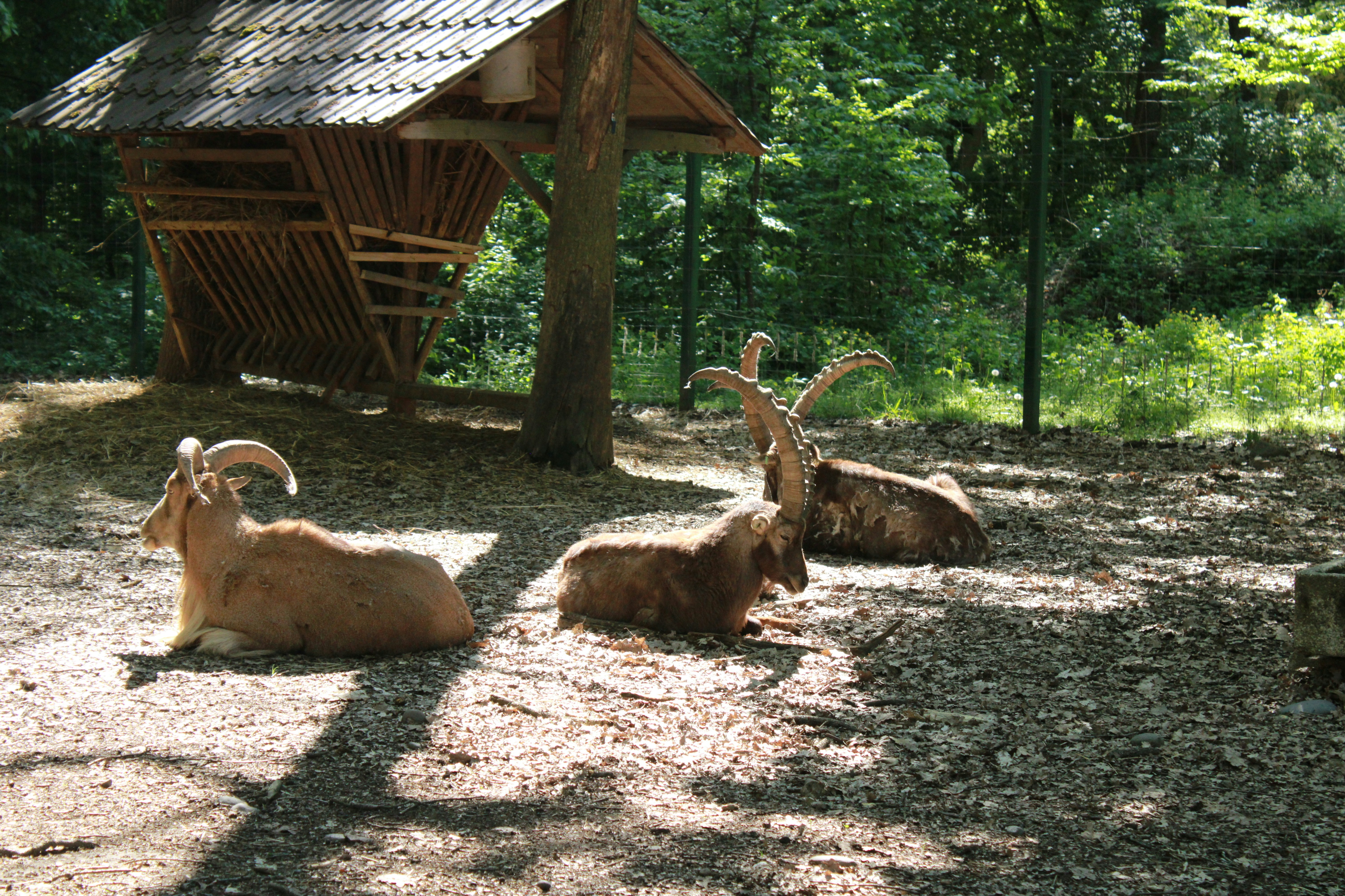 a couple of goats laying on top of a dirt field