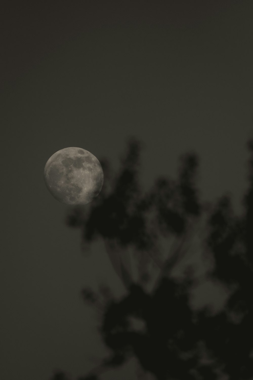 a full moon seen through the branches of a tree