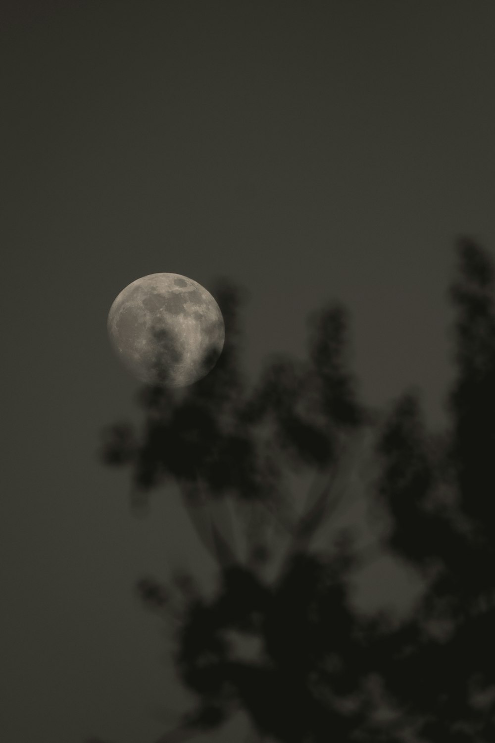 a full moon is seen through the branches of a tree