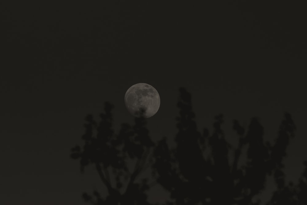 a full moon seen through the branches of a tree