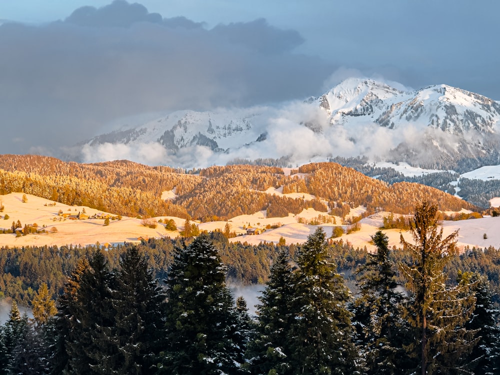 a snow covered mountain with trees in the foreground