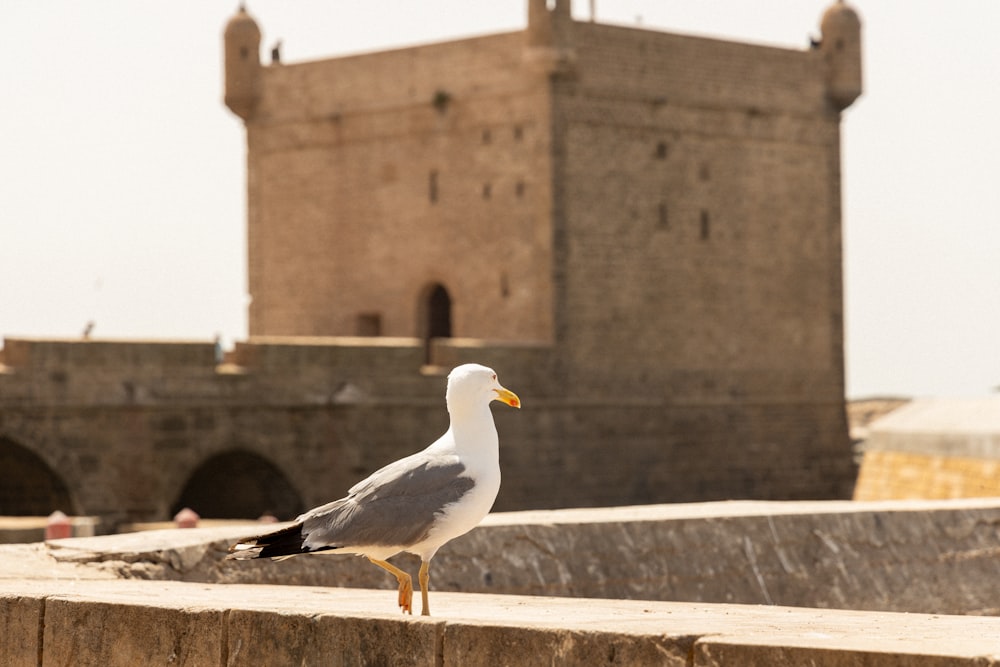 a seagull is standing on a ledge in front of a castle