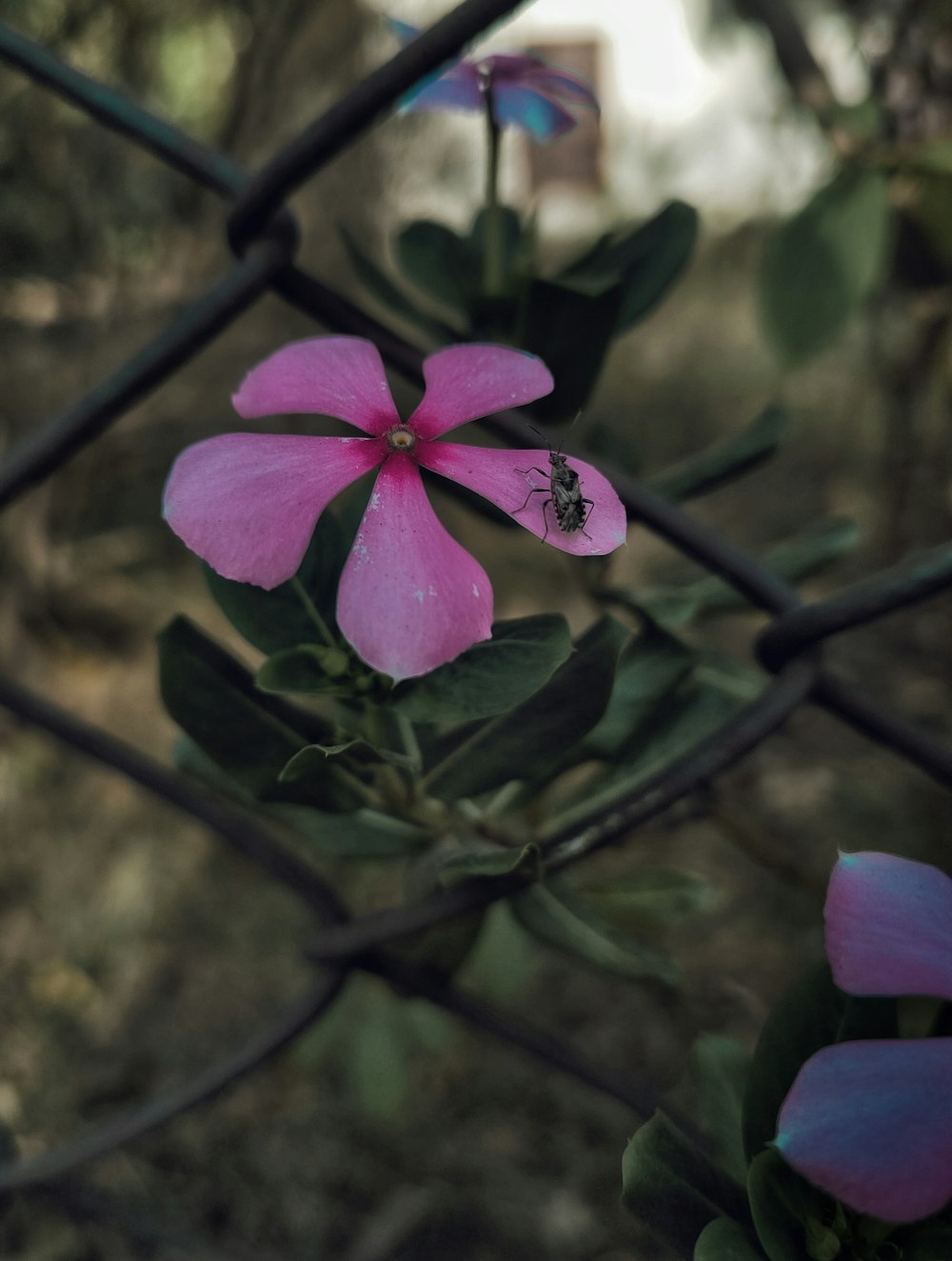 a pink flower behind a fence with a bug on it