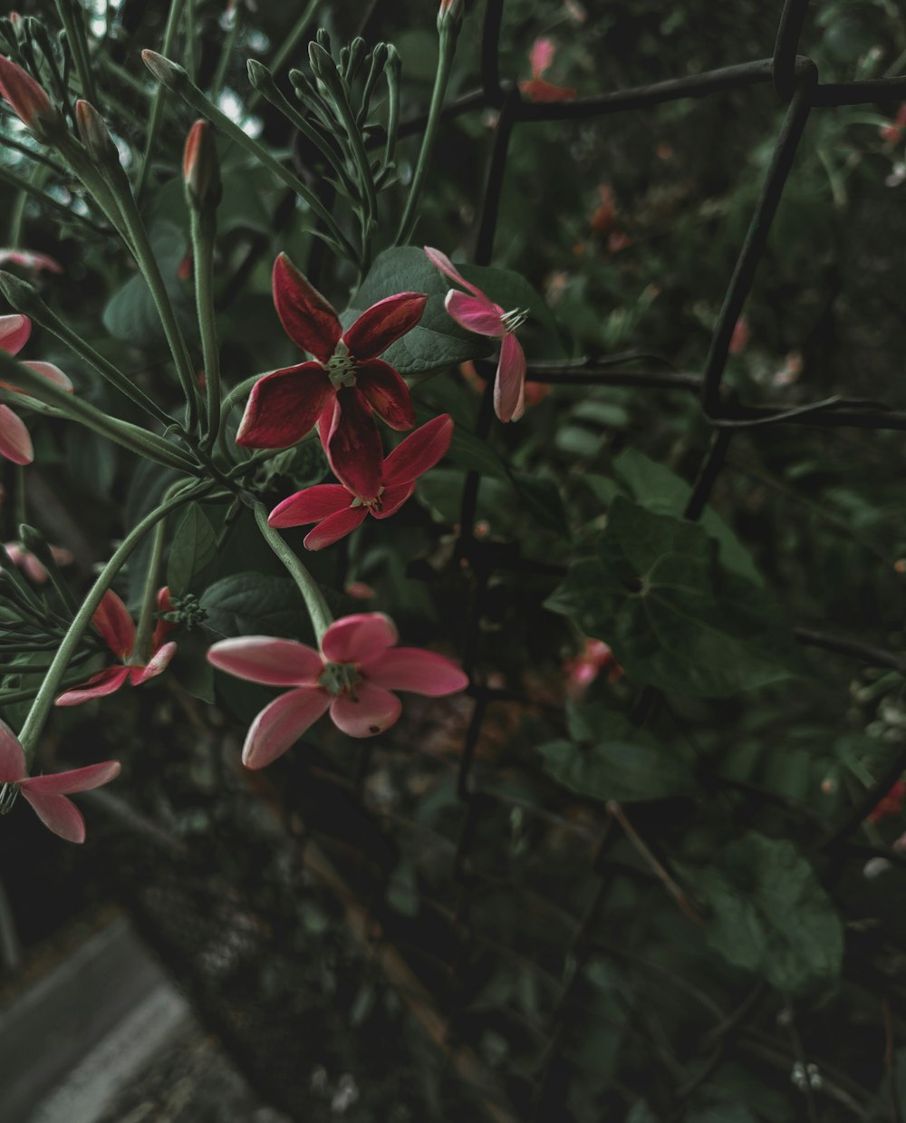 a close up of a plant with pink flowers