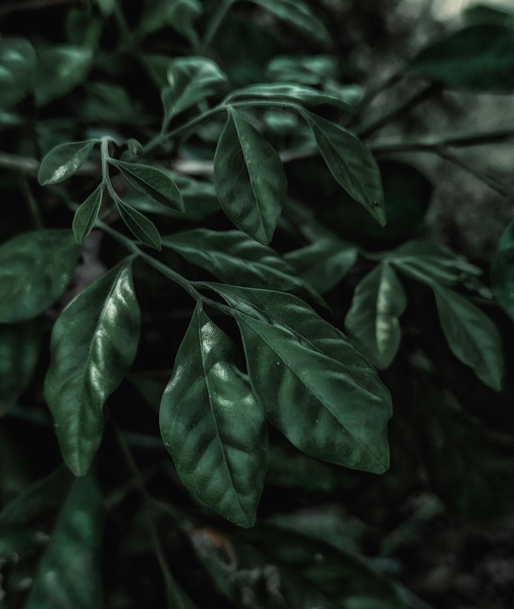 a close up of a green plant with leaves