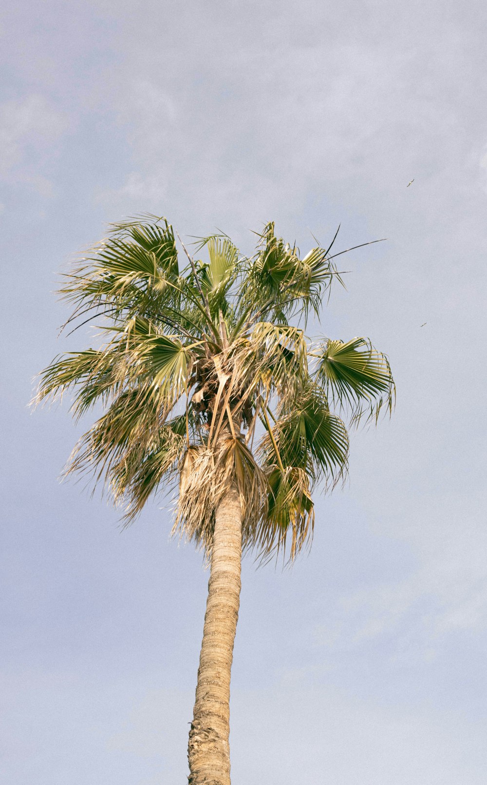 a palm tree with a blue sky in the background