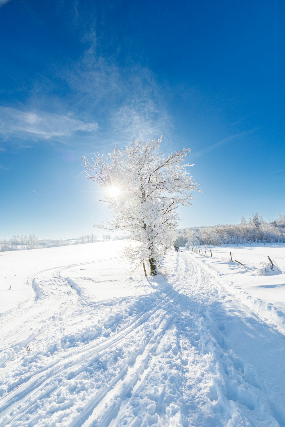 a lone tree in the middle of a snowy field