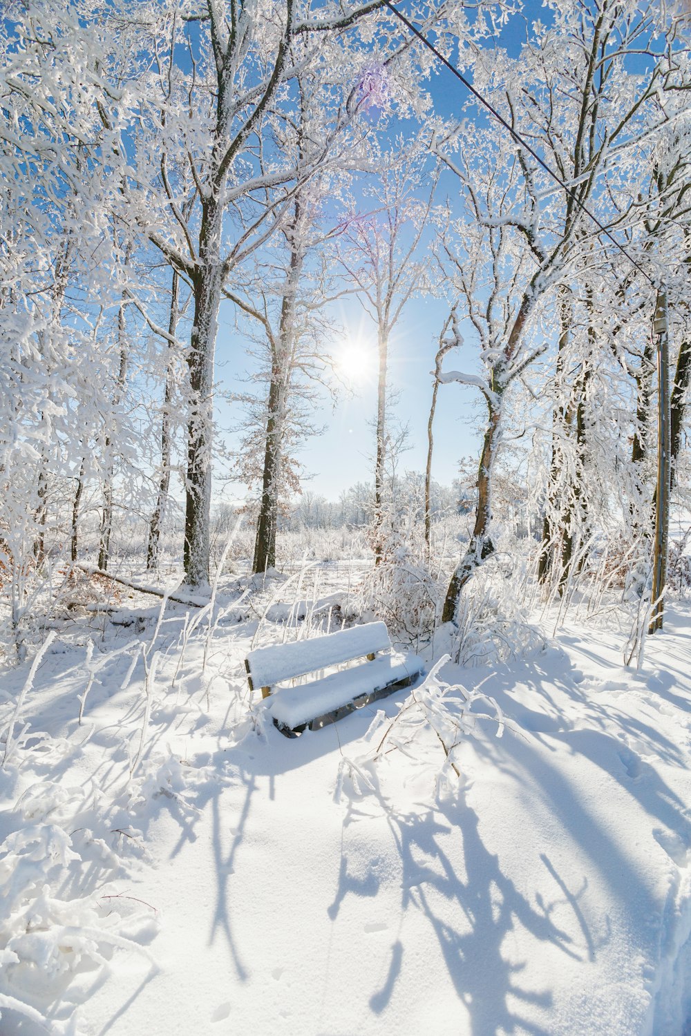 una panchina in mezzo a un bosco innevato