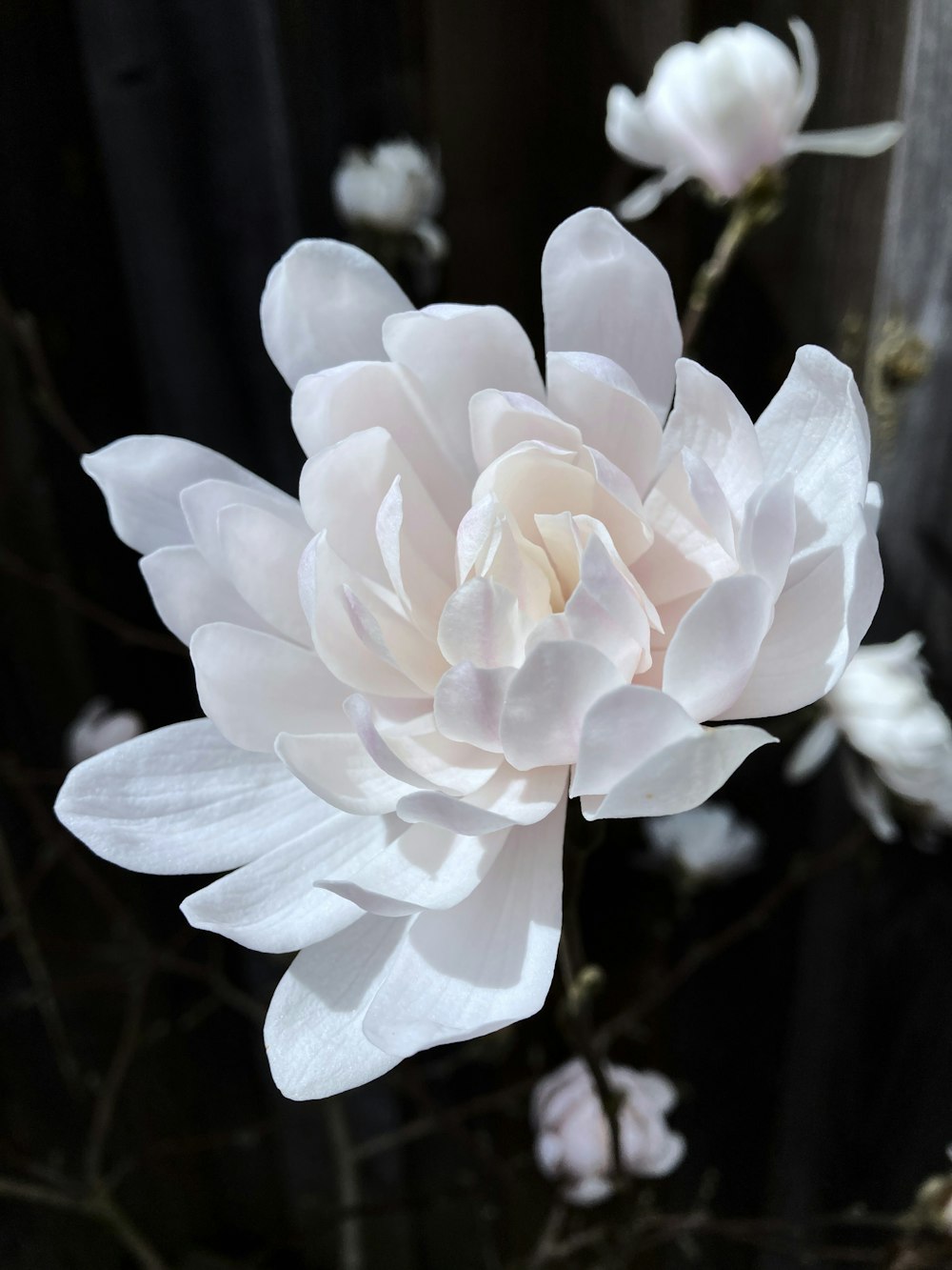 a large white flower sitting on top of a tree