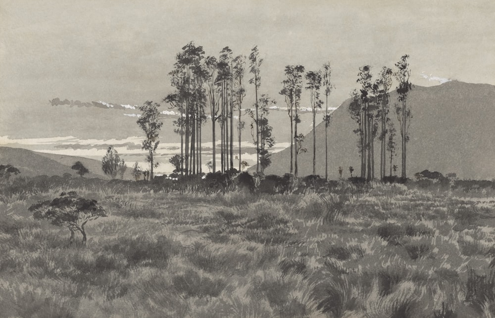 a black and white photo of a forest