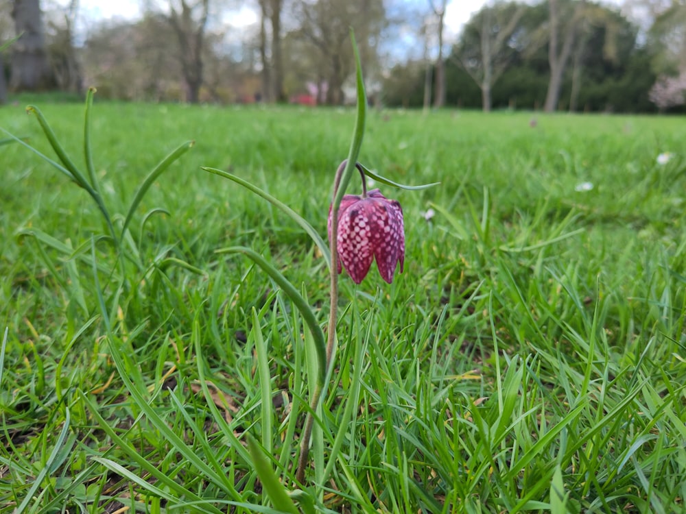 a pink flower in the middle of a grassy field