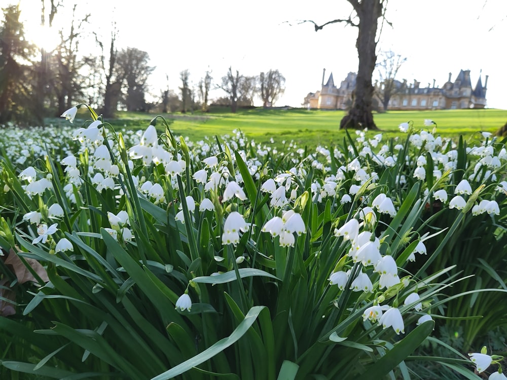 a field of white flowers with a house in the background