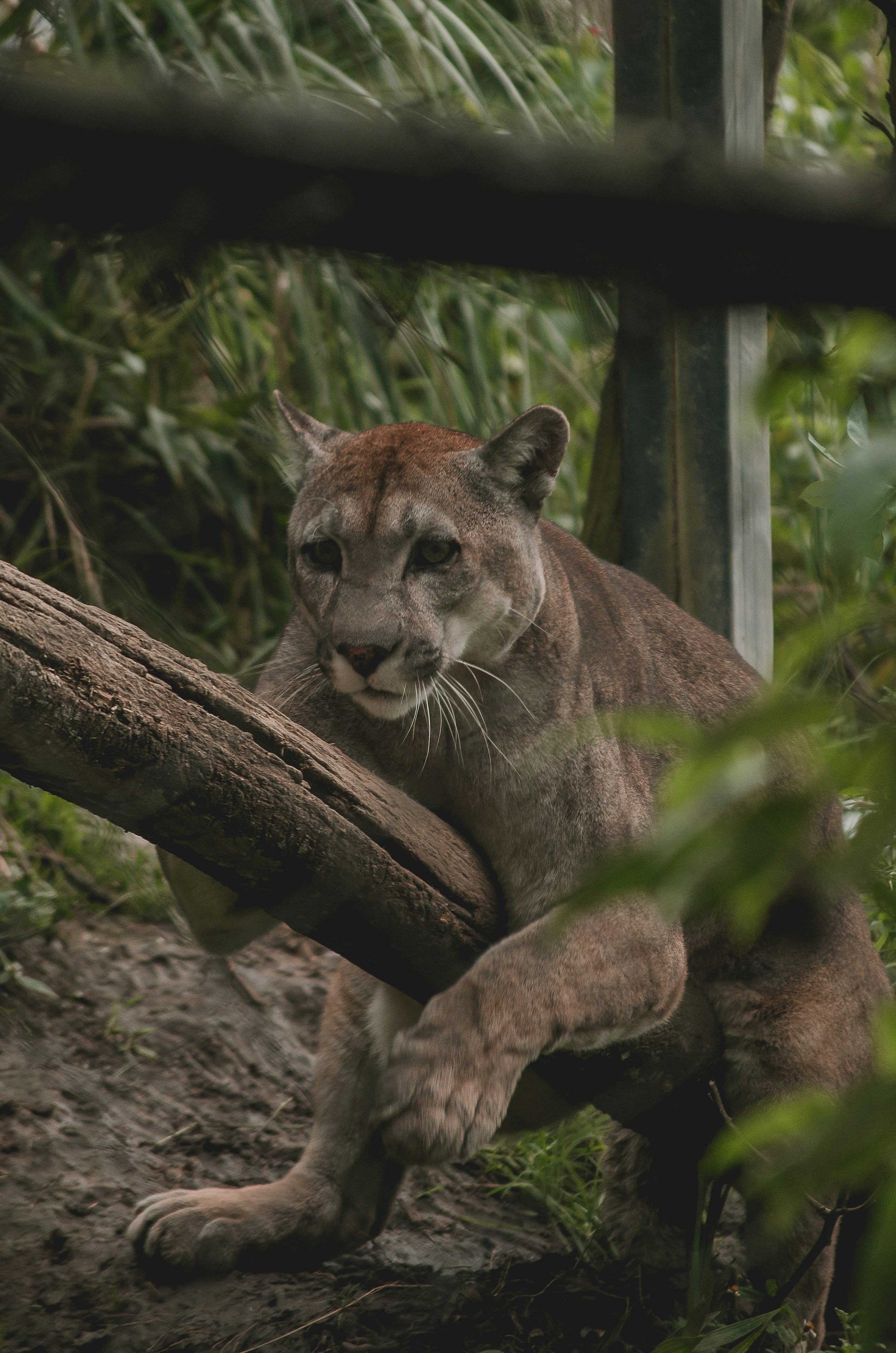 Puma Power: The Ghost Cats of the Americas (image credits: unsplash)