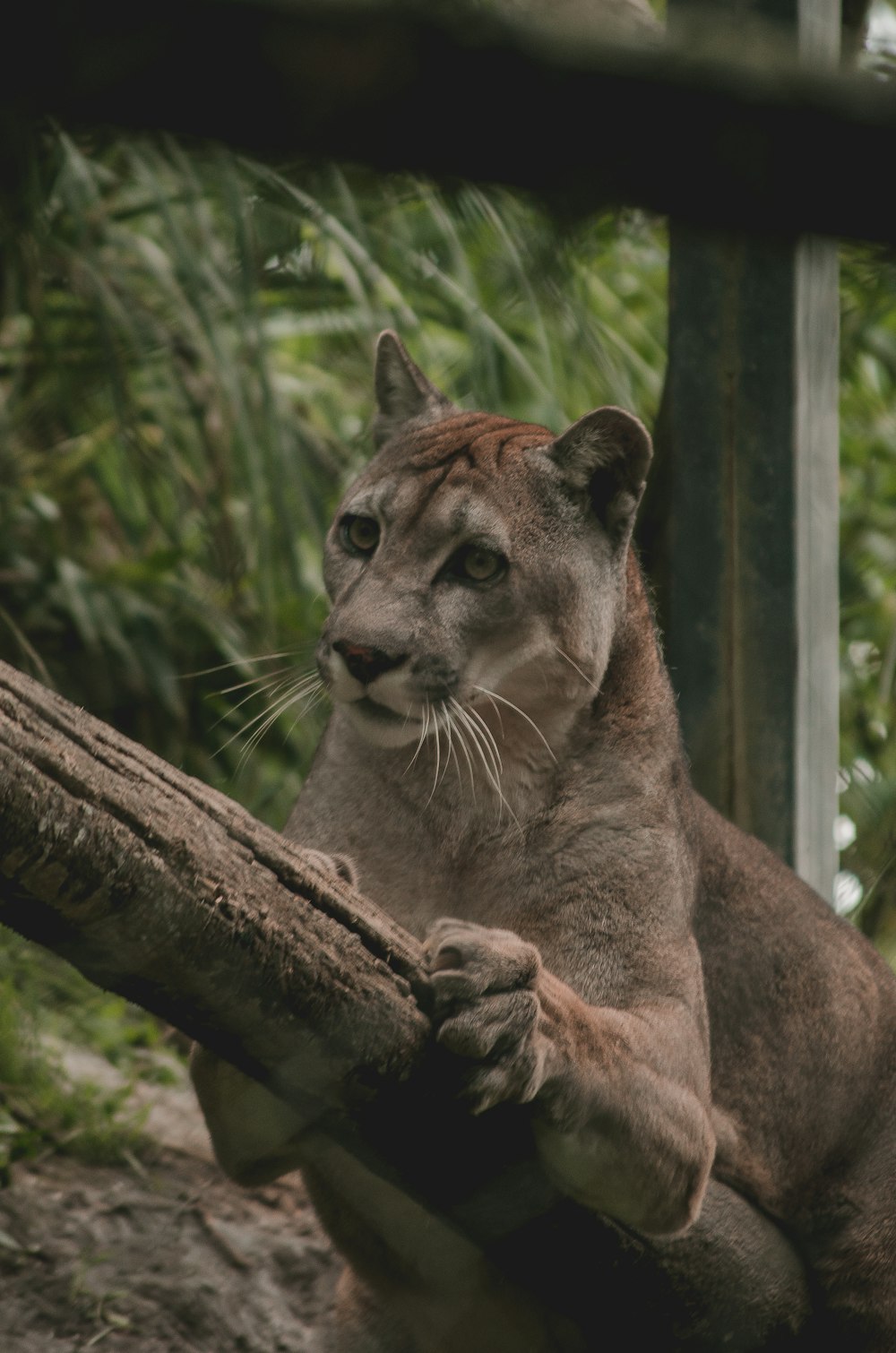 a mountain lion sitting on top of a tree branch