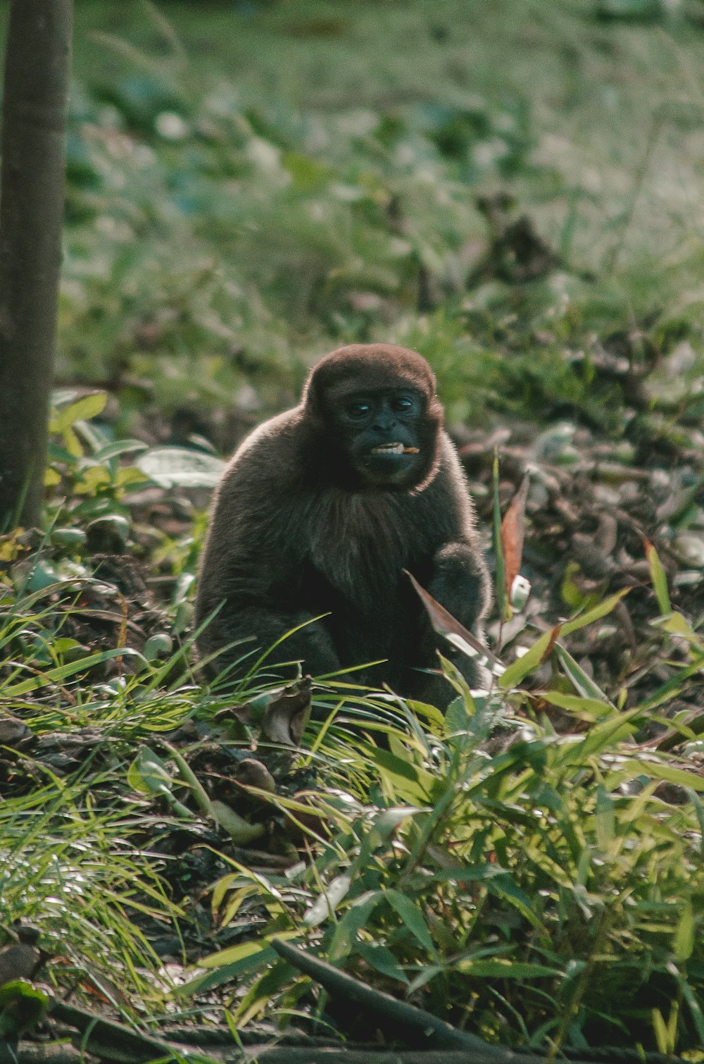 a monkey sitting in the middle of a field