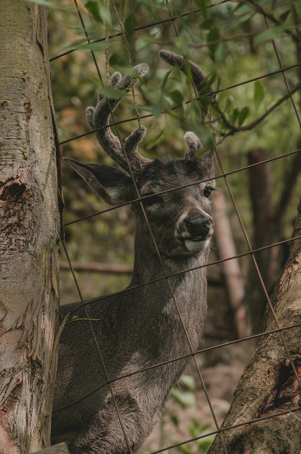 a deer behind a wire fence looking at the camera
