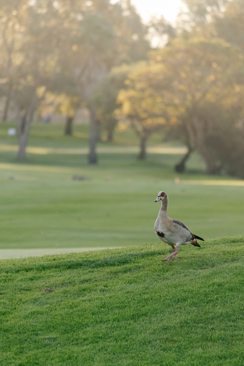 a duck walking across a lush green field