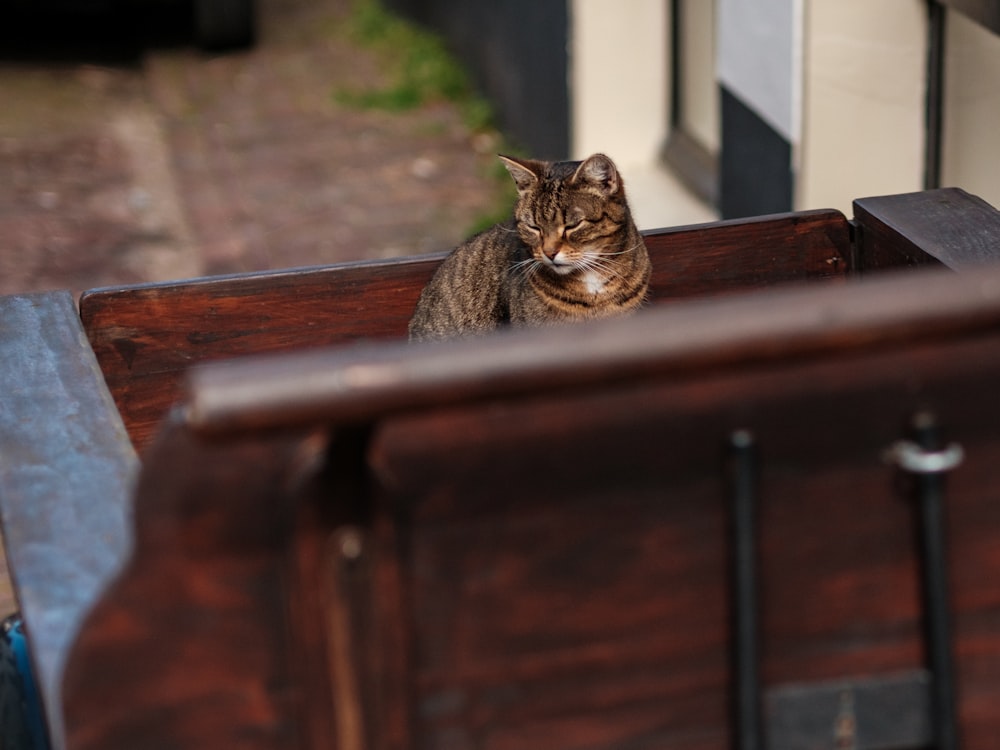 a cat sitting in the back of a wooden bench