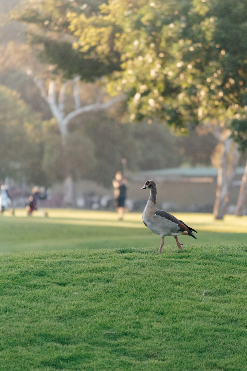 a duck walking across a lush green park