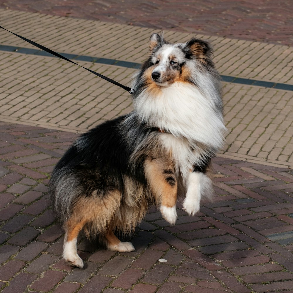 a dog that is standing on a leash