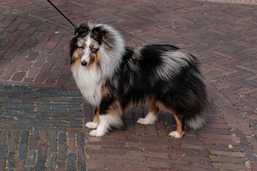 a dog is standing on a leash on a brick sidewalk