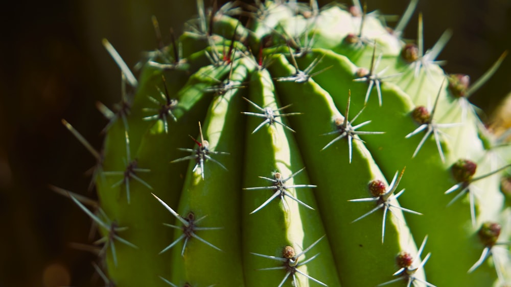 a close up of a green cactus plant