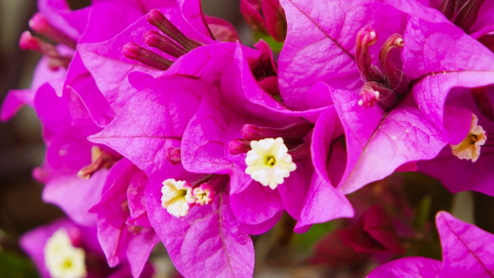 a close up of a bunch of purple flowers